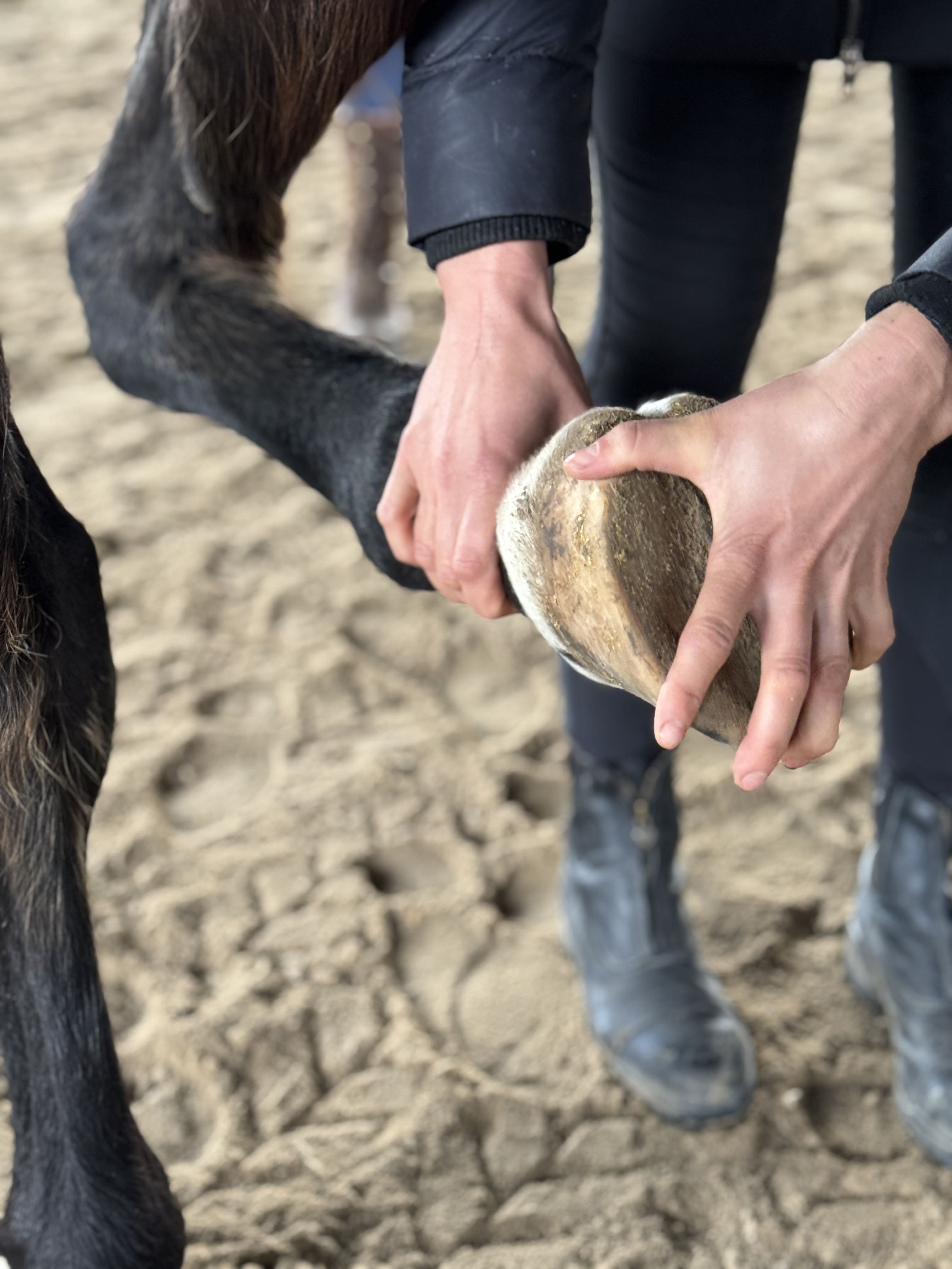 Behandlung am Pferd: Nahaufnahme Hände am Huf