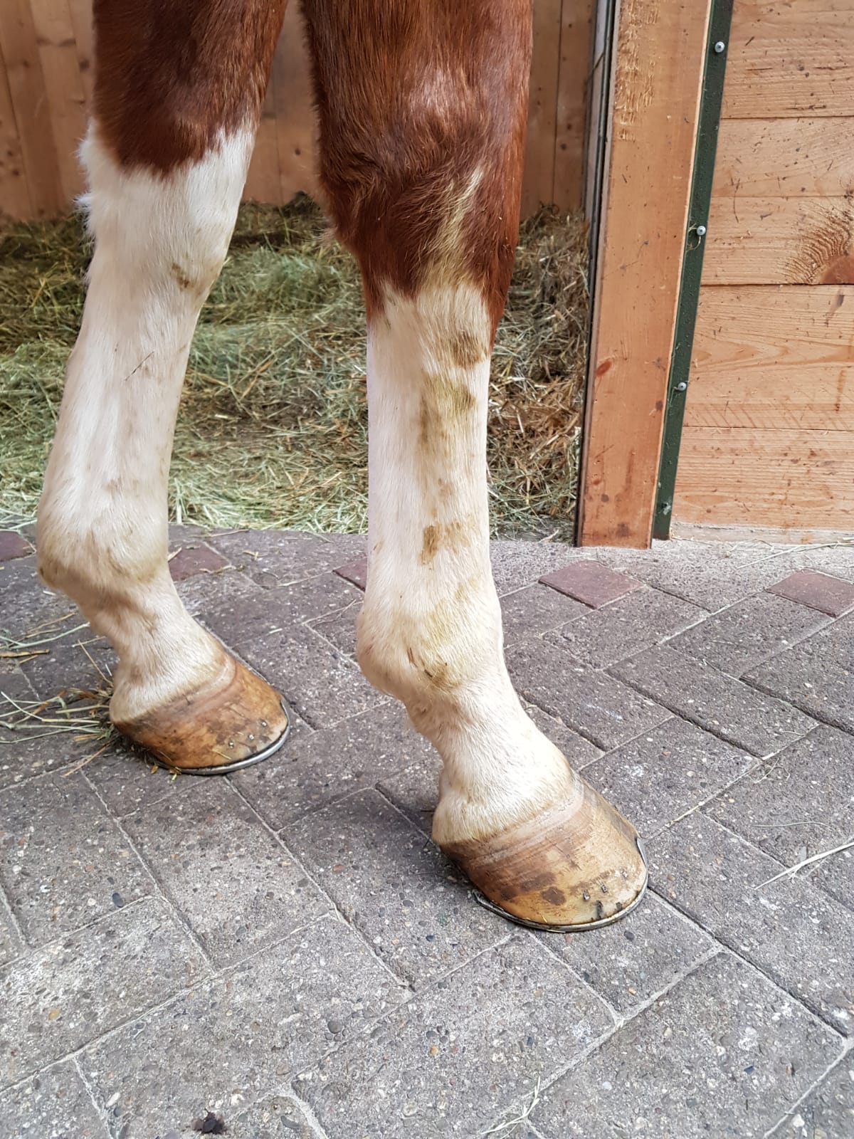 Nahaufname zweier Pferdebeine mit Fokus auf die Hufe