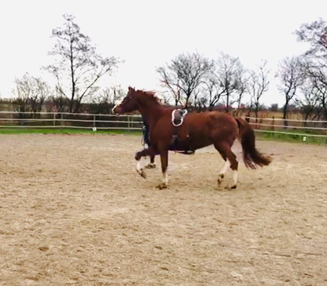 Bild eines Pferdes beim Longieren