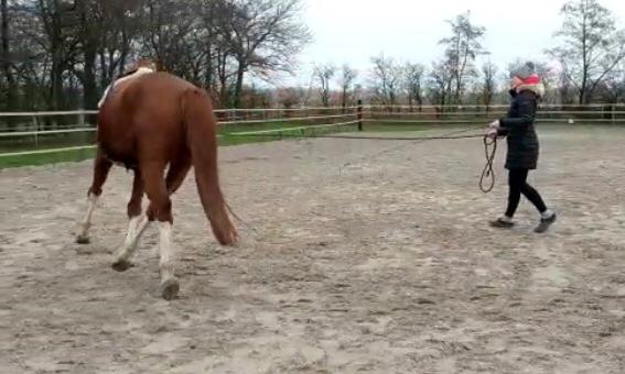 Bild eines Pferdes beim Longieren