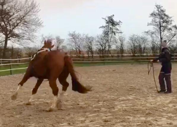 Bild eines Pferdes beim Longieren