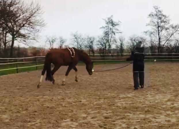 Mensch mit Pferd auf Pferdekoppel