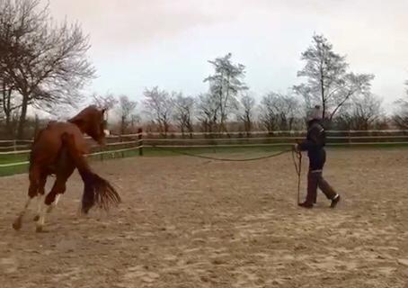 Bild eines Pferdes beim Longieren