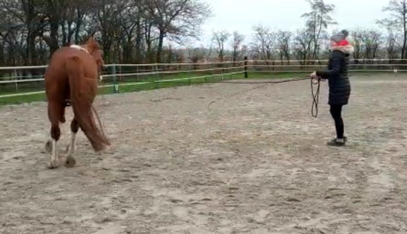 Bild eines Pferdes beim Longieren