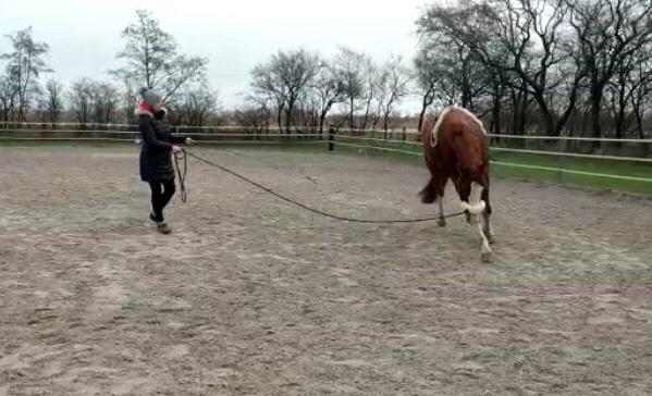 Bild eines Pferdes beim Longieren