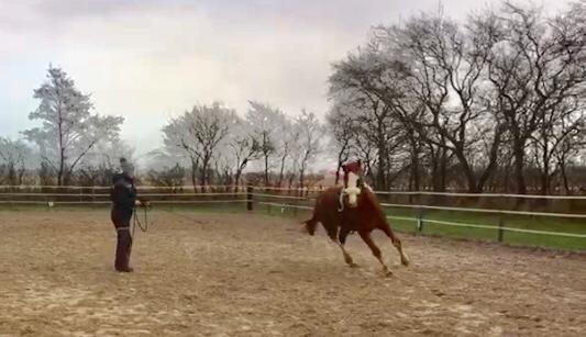 Bild eines Pferdes beim Longieren