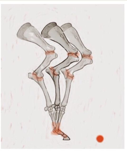 weitere Illustration der Knochenstrukter eines Pferdesbeines in der Bewegung