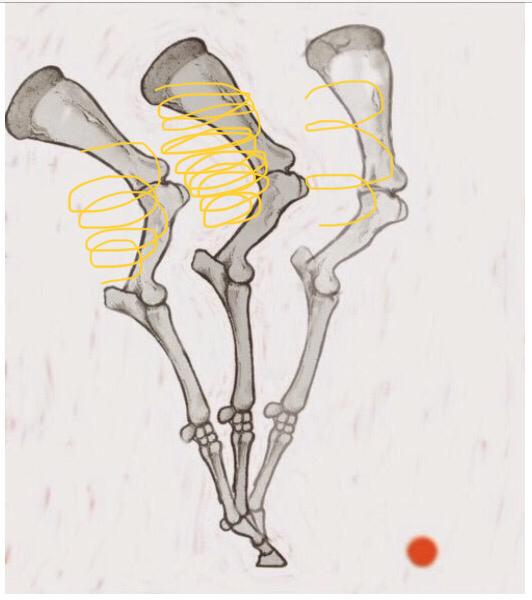 Illustration der Knochenstrukter eines Pferdesbeines in der Bewegung