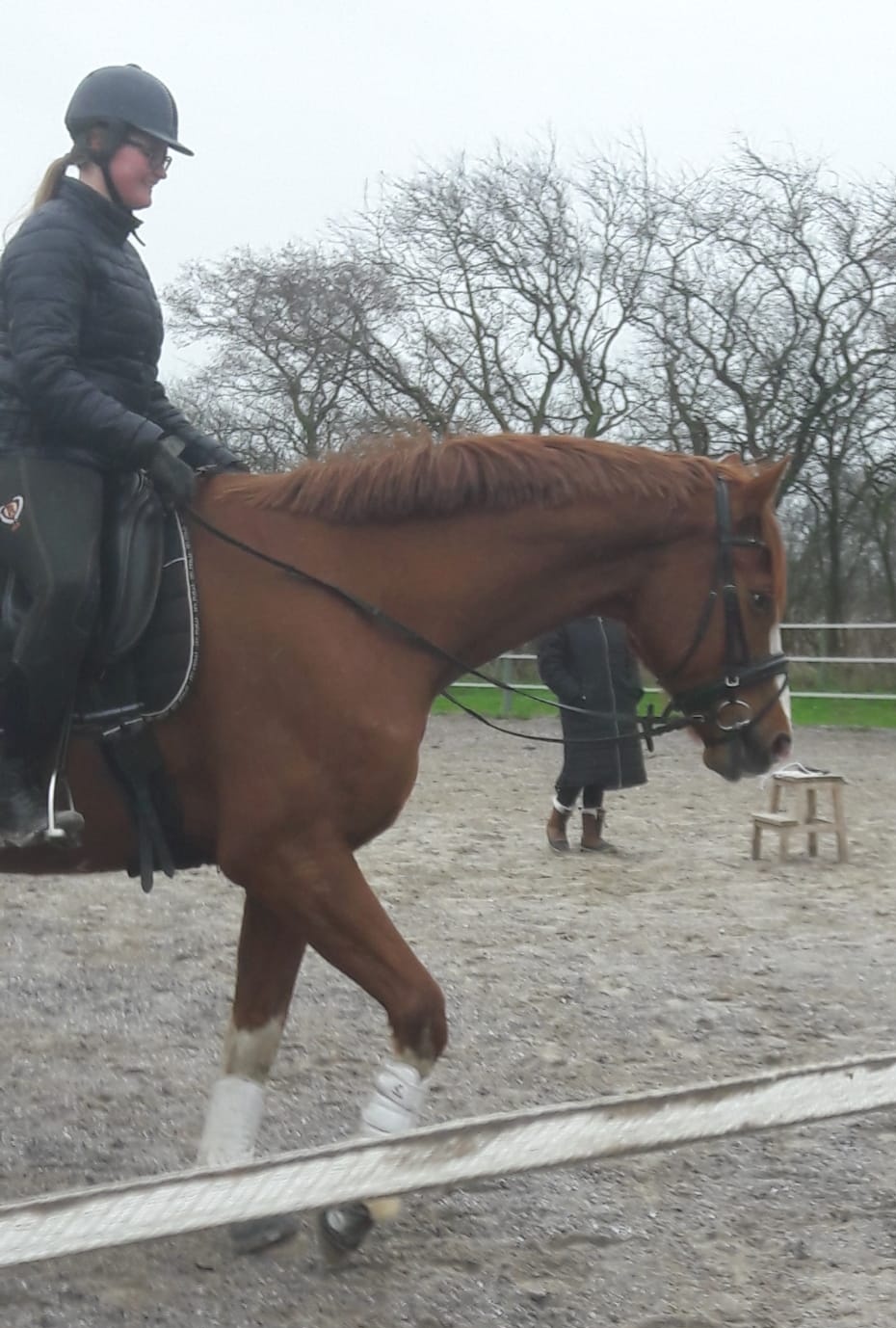 Mensch mit Pferd auf Pferdekoppel
