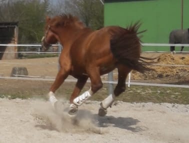 Mensch mit Pferd auf Pferdekoppel