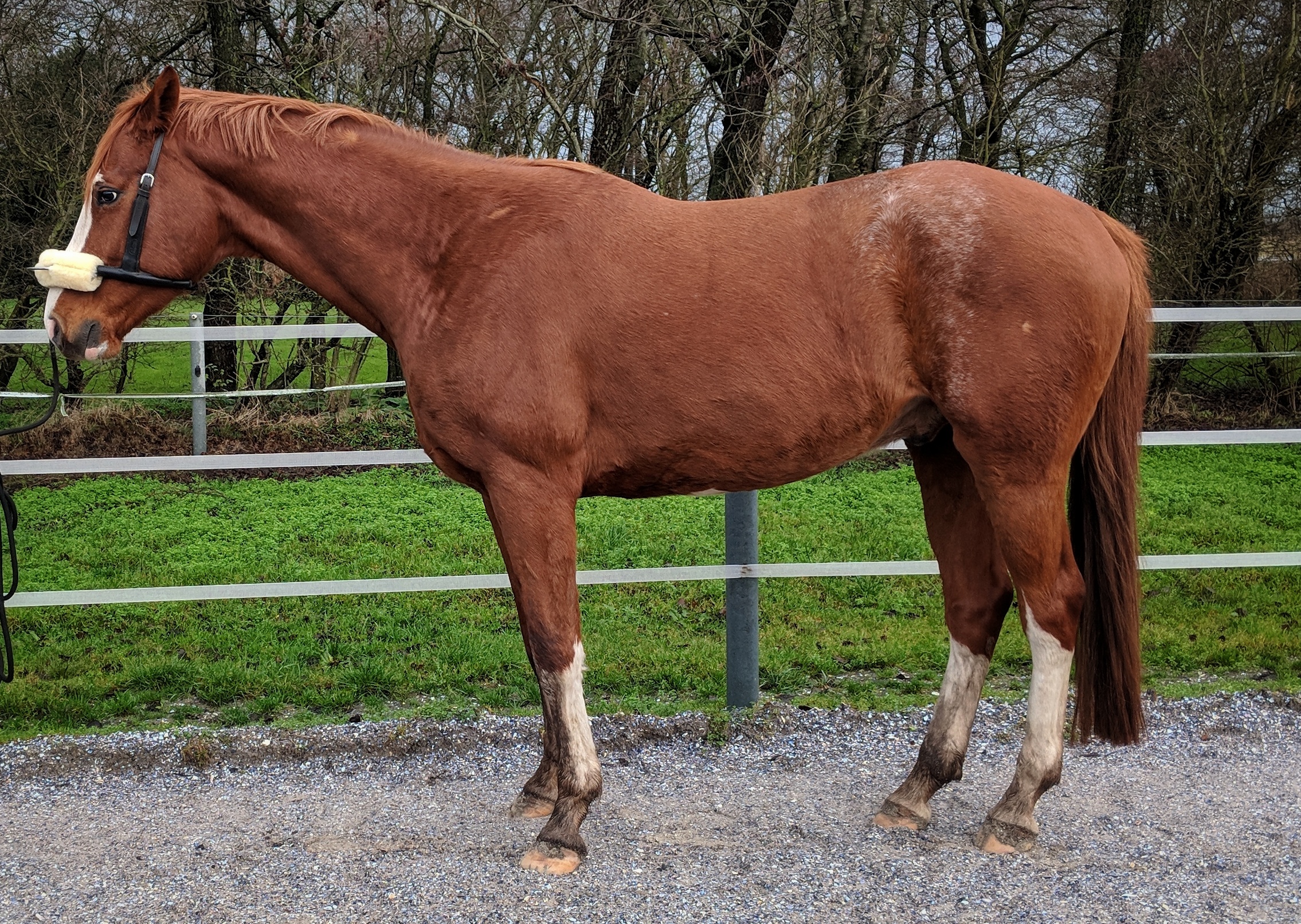 Mensch mit Pferd auf Pferdekoppel