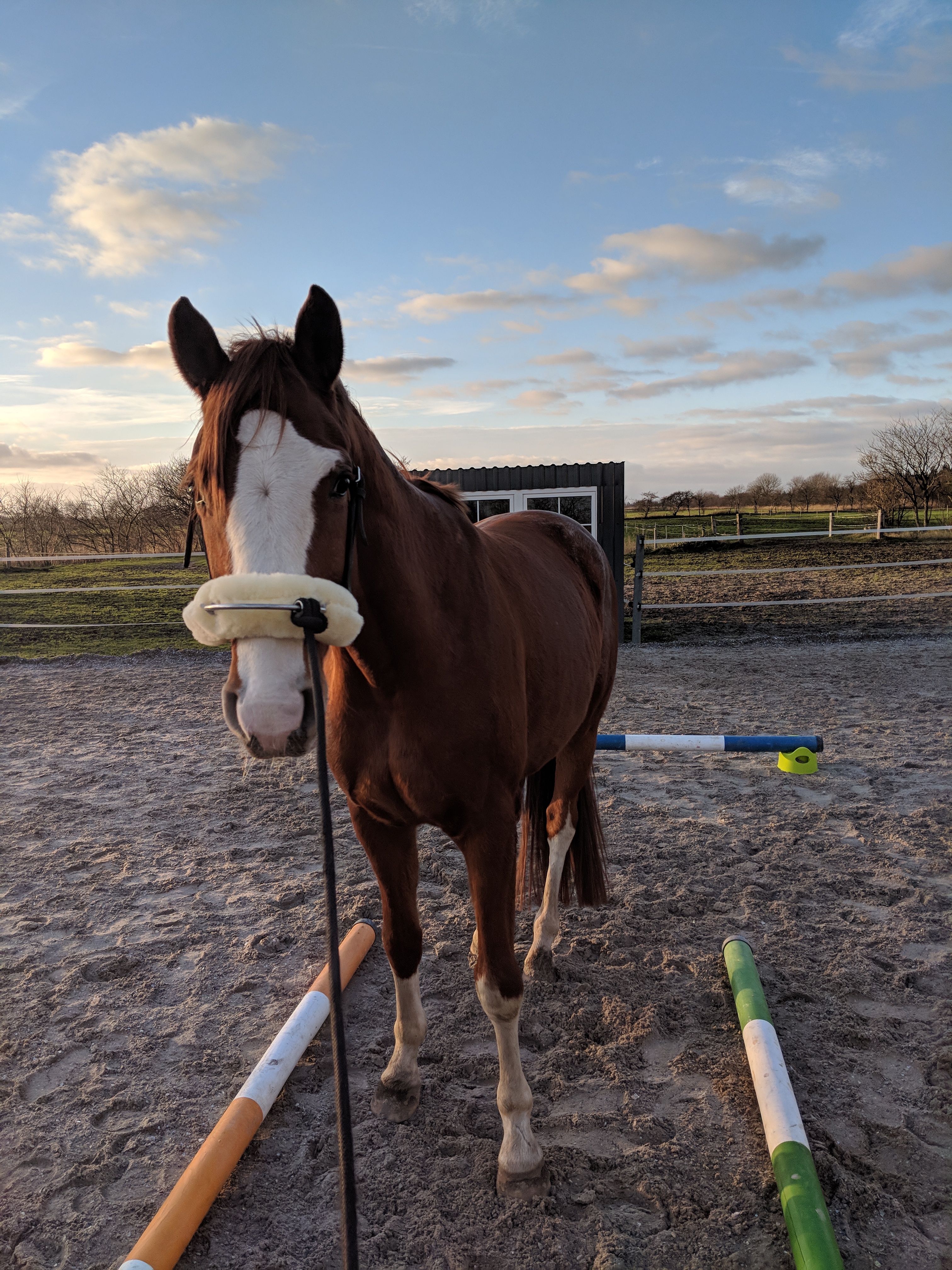Mensch mit Pferd auf Pferdekoppel