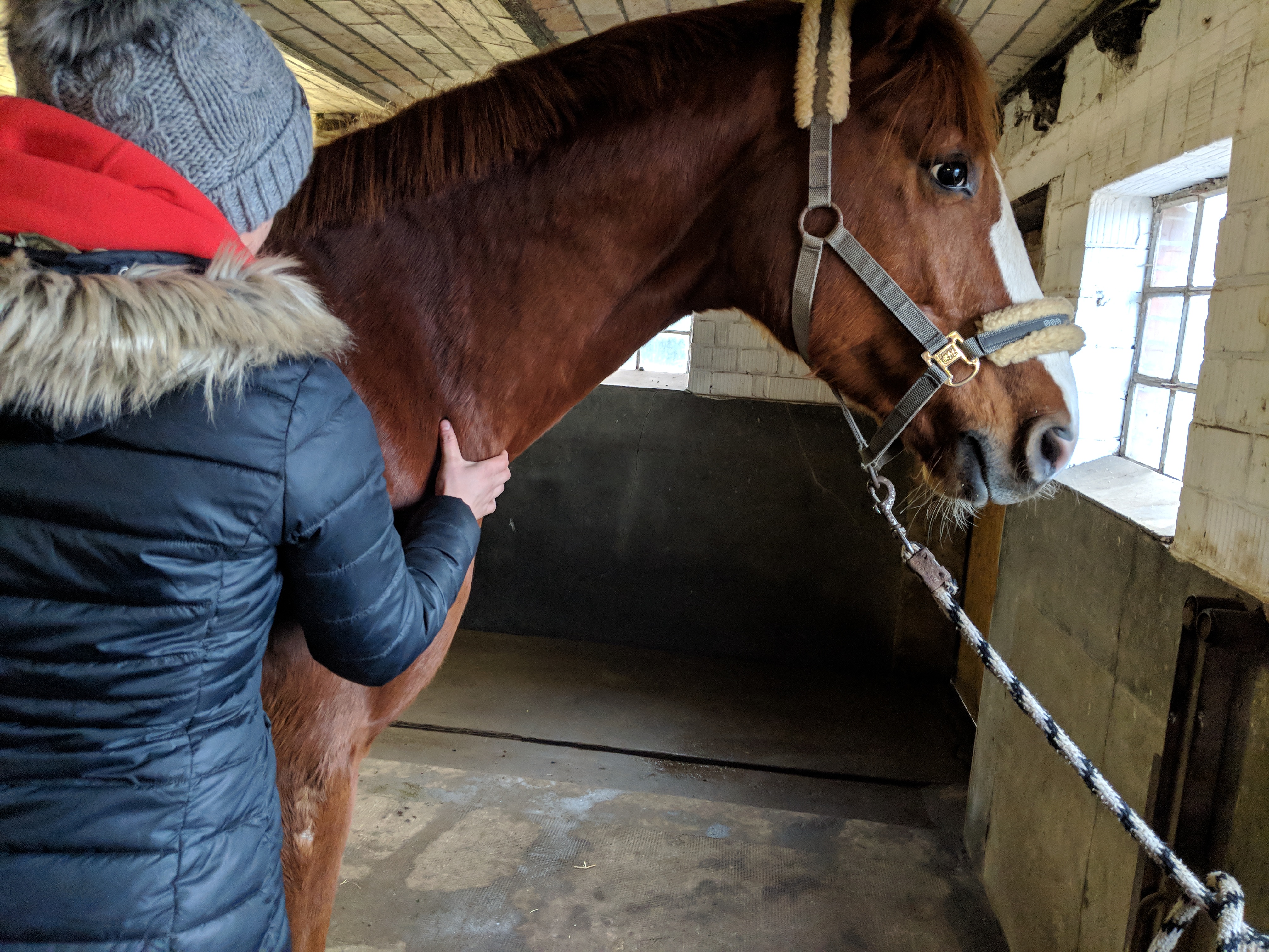 Person greift zu Behandlungszwecken an Pferdehals