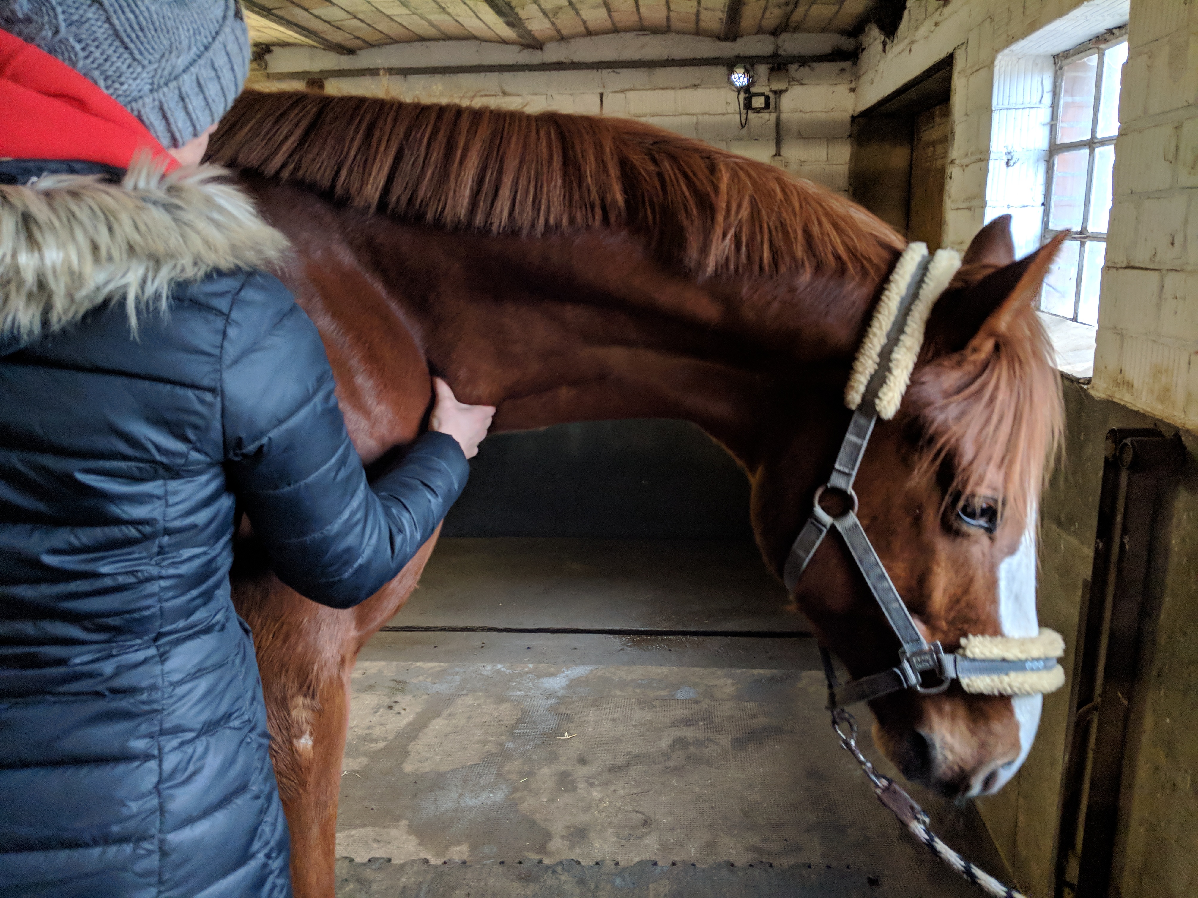 Person greift zu Behandlungszwecken an Pferdehals und hat einen Muskel in der Hand