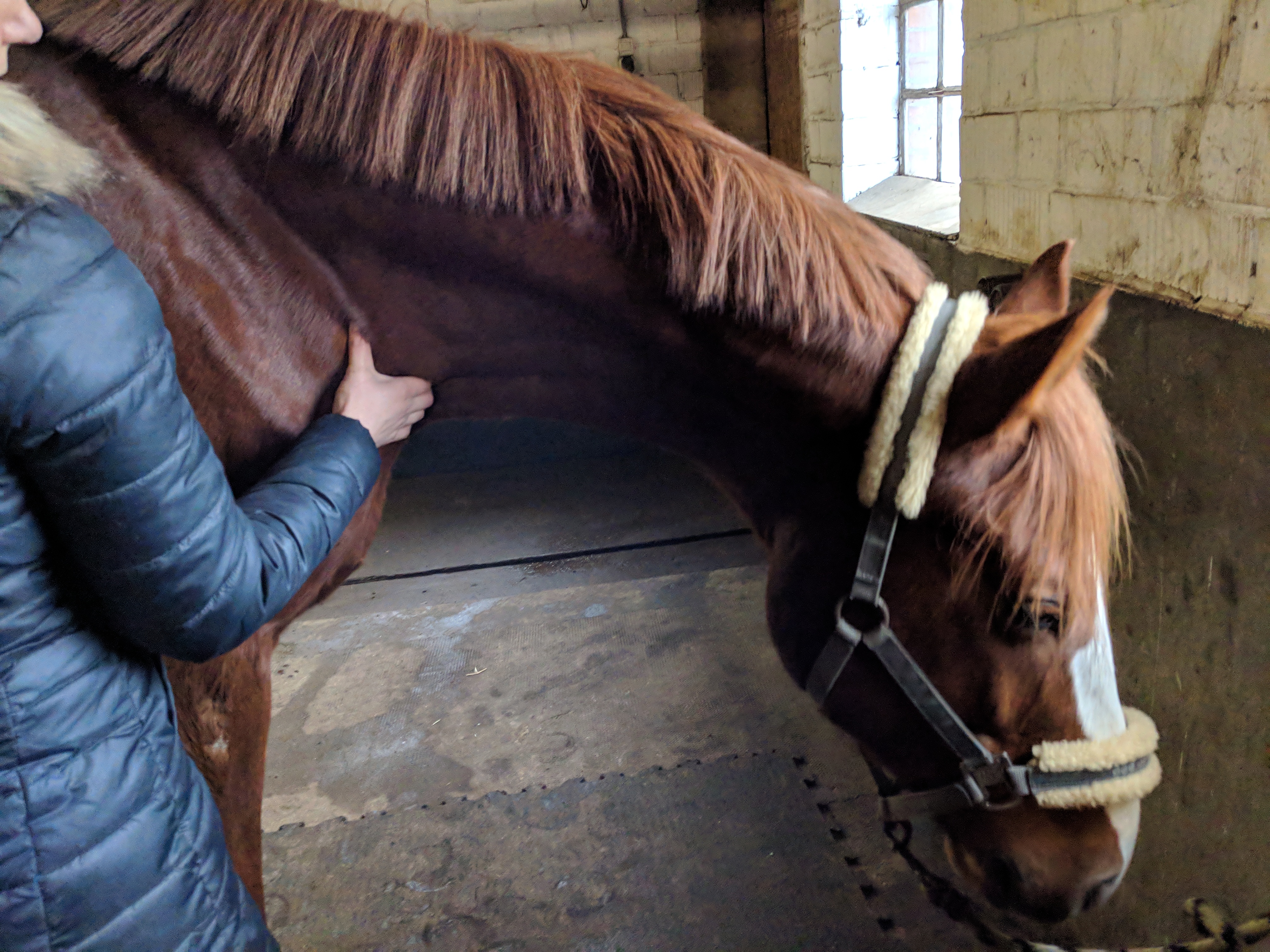 weiteres Bild einer Person, die zu Behandlungszwecken an einen Pferdehals greift
