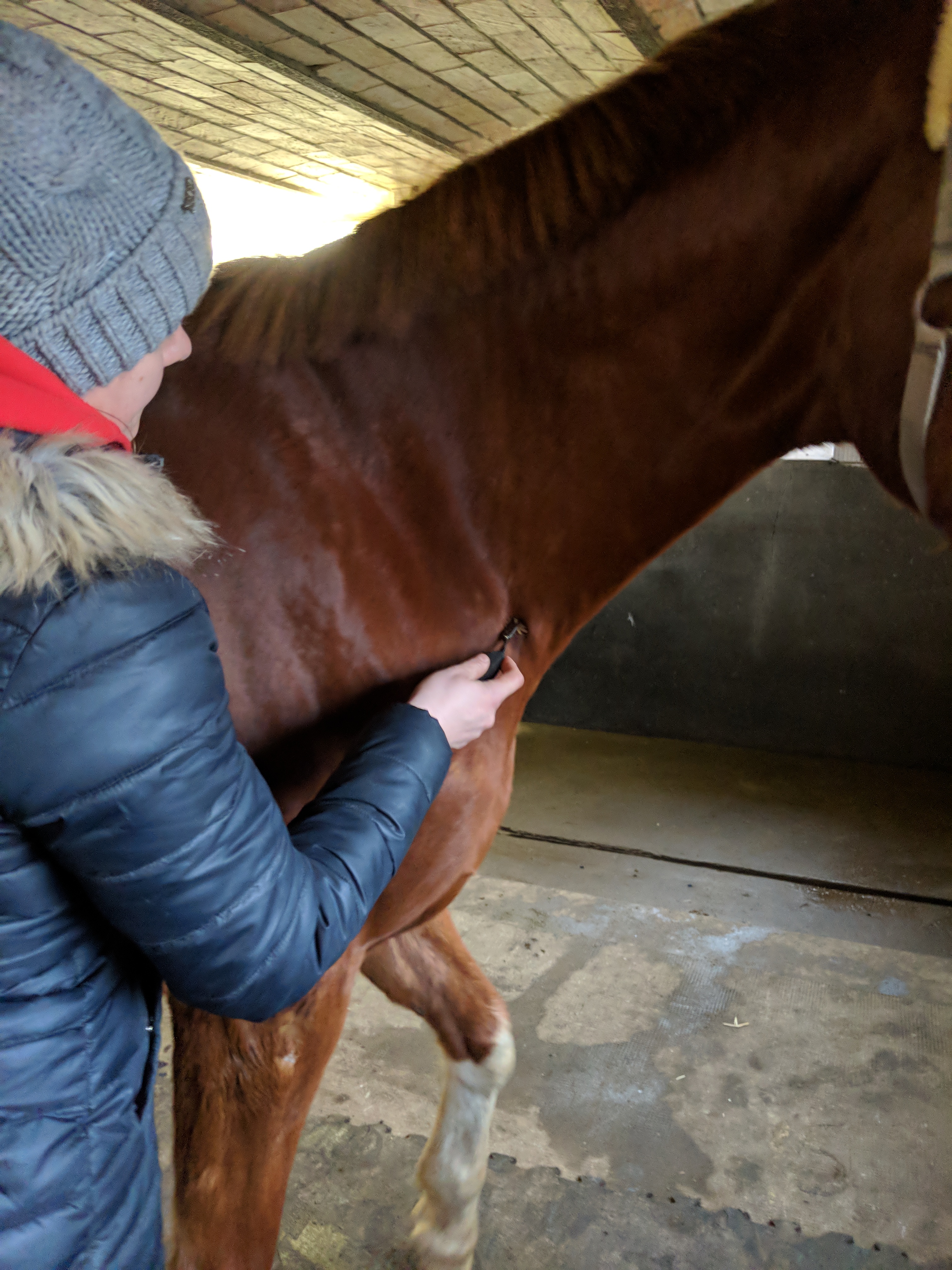 Behandlung eines Pferdehalses mit einem Faszienrad