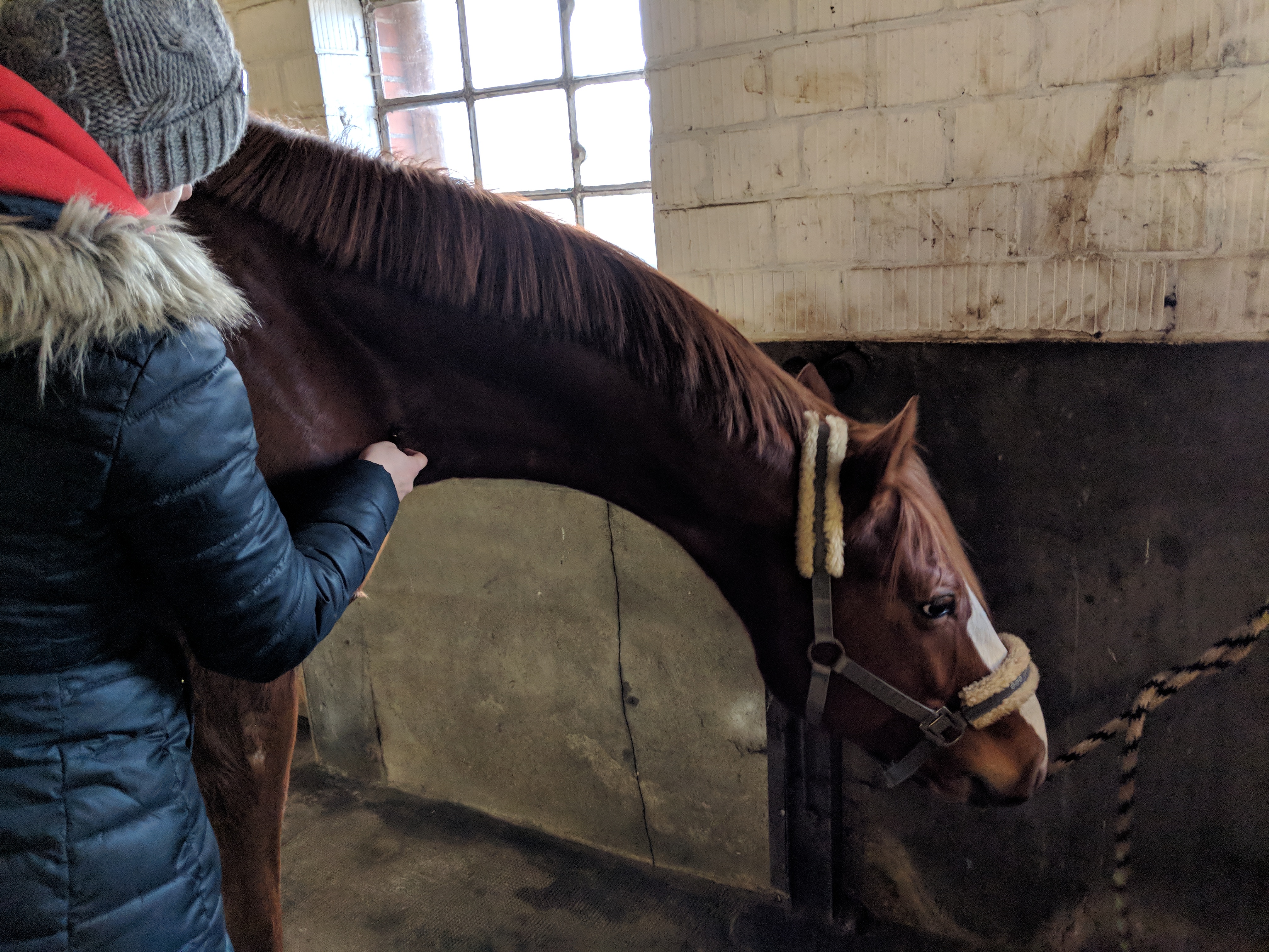 weiteres Bild einer Behandlung eines Pferdehalses mit einem Faszienrad