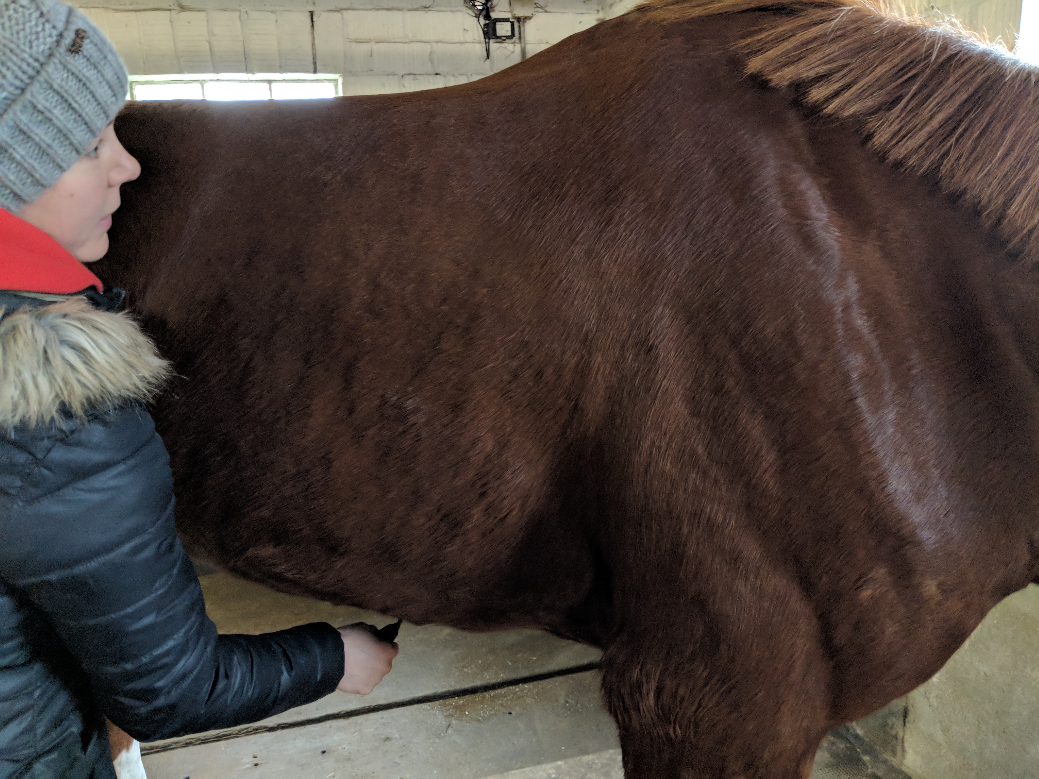 Behandlung eines Pferdebauches mit einem Faszienrad