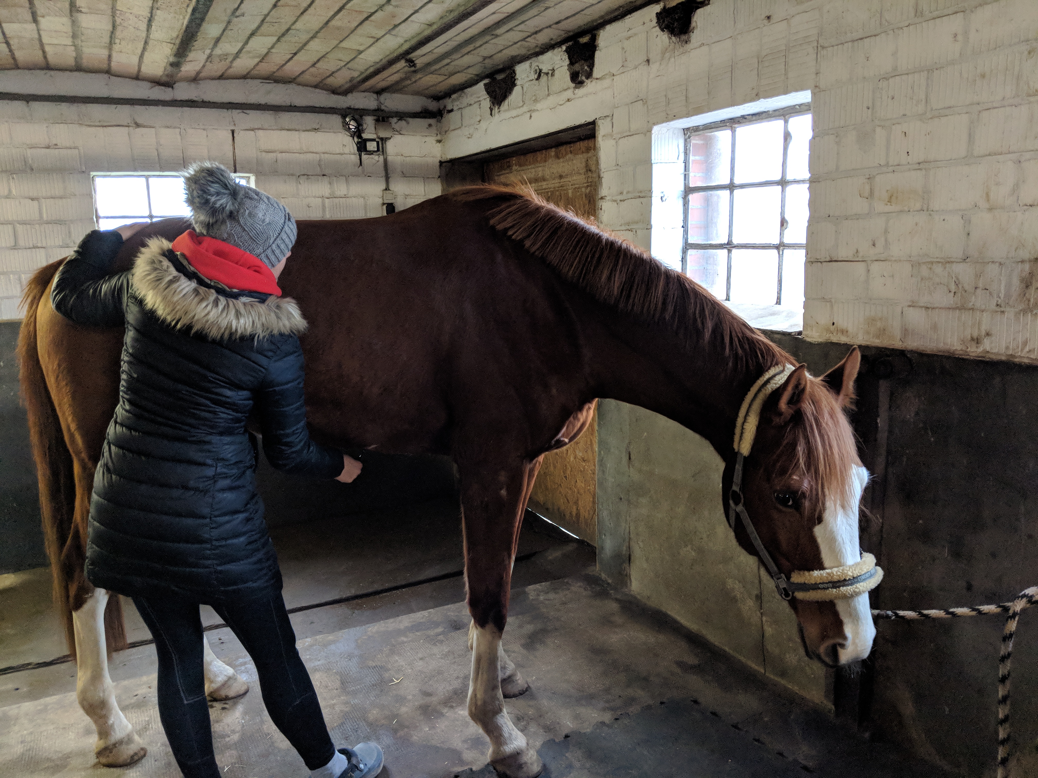 weiteres Bild einer Behandlung eines Pferdebauches mit einem Faszienrad