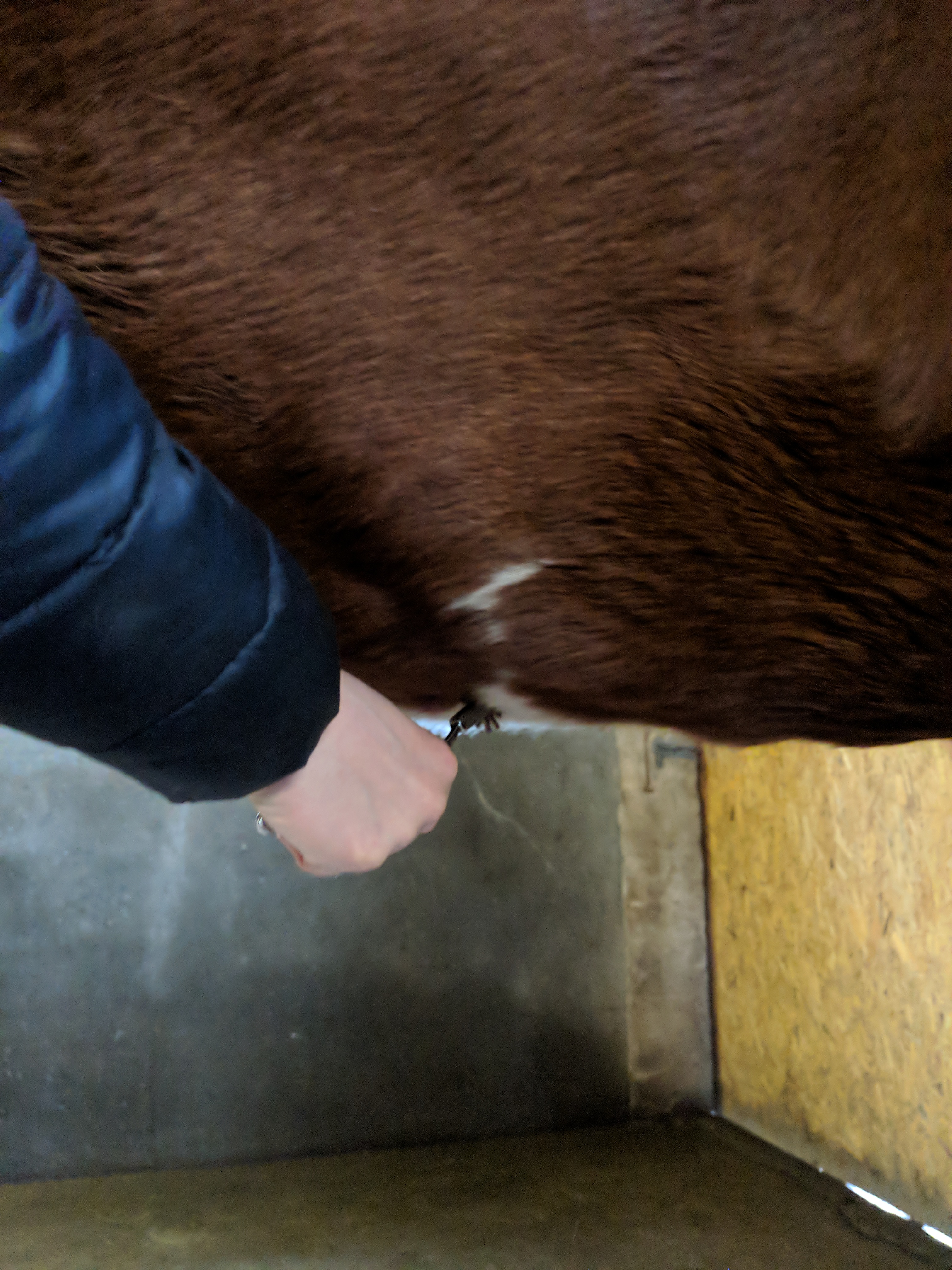 Nahaufnahme einer Behandlung eines Pferdehalses mit einem Faszienrad