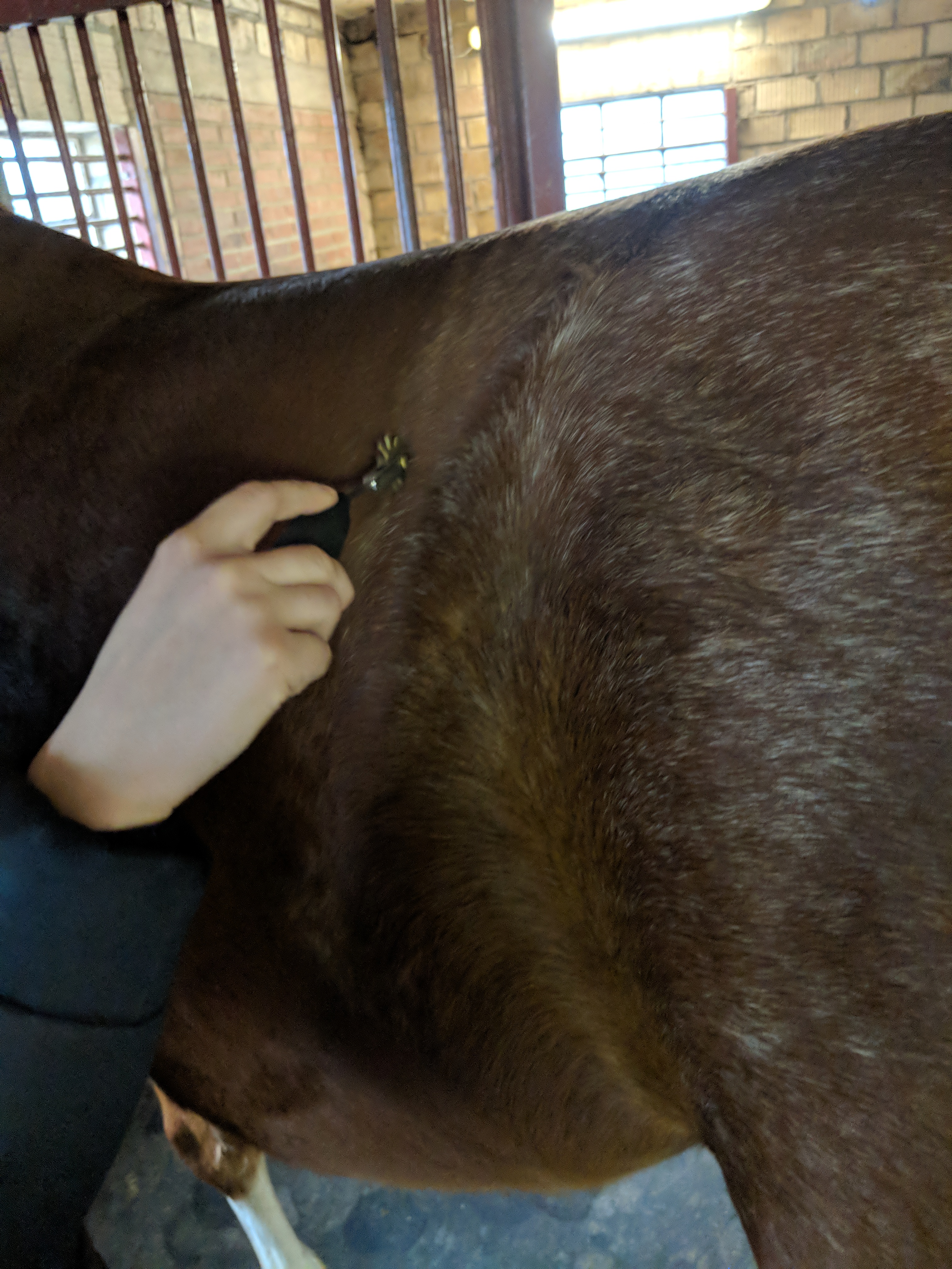 Nahaufnahme einer Behandlung eines Pferderückens mit einem Faszienrad