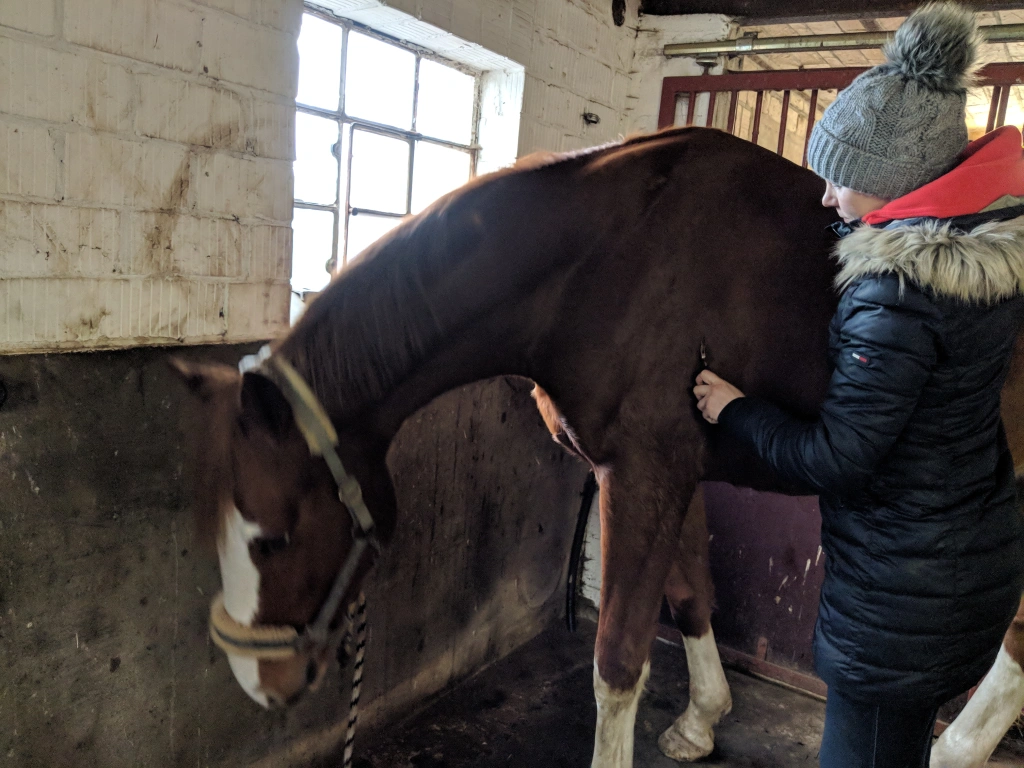 Behandlung einer Pferdeschulter mit einem Faszienrad