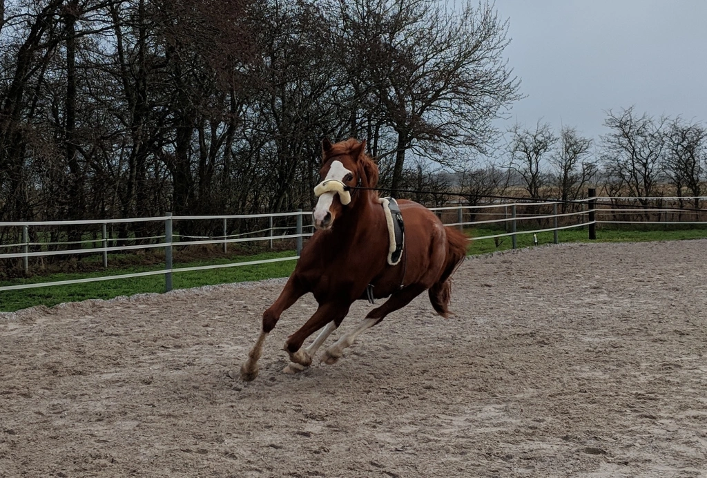 Pferd 'Fiete' alleine in der Bewegung auf einer Koppel