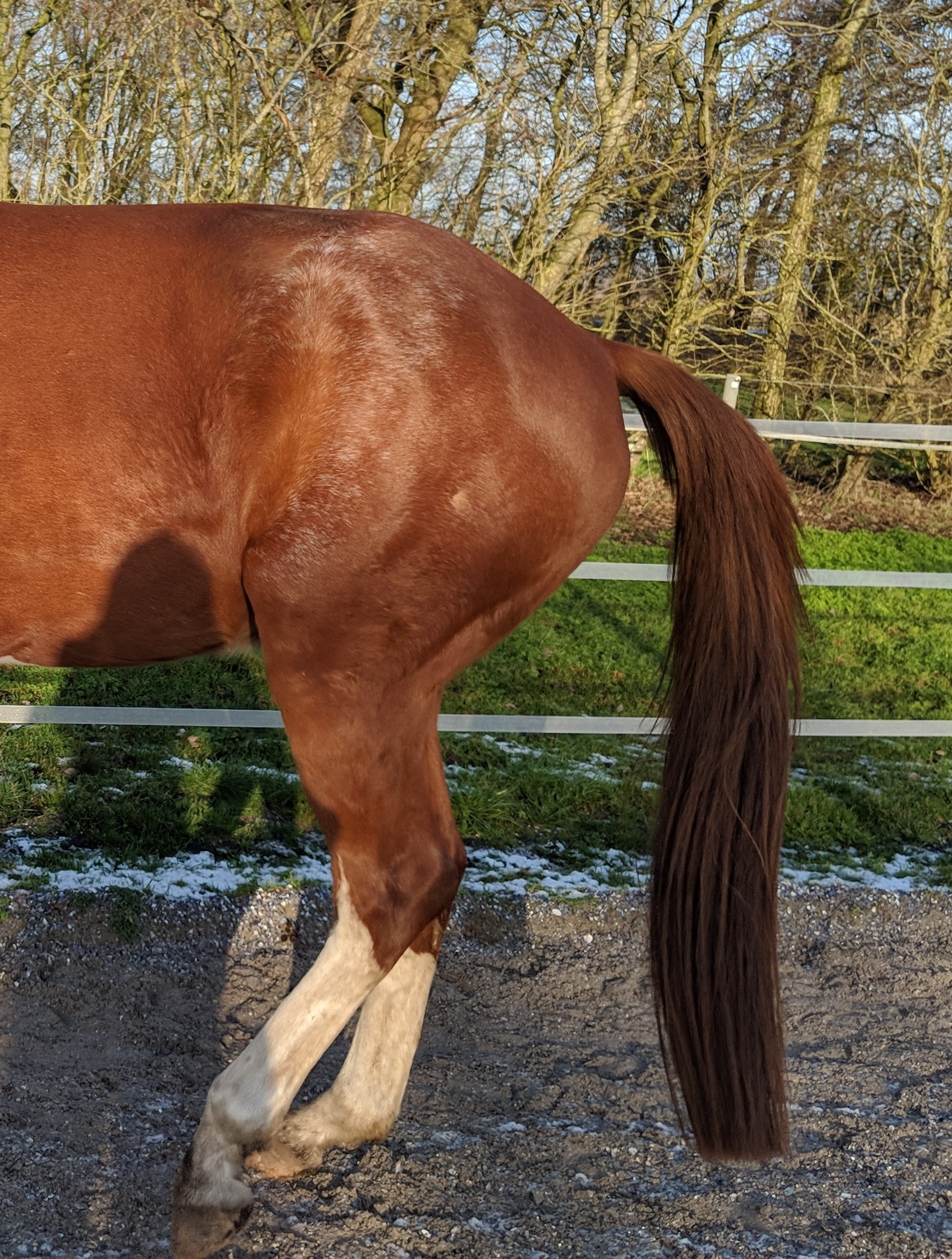 Aufnahme der Hinterbeine eines Pferdes