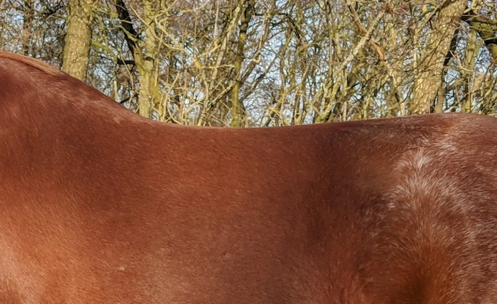 Nahaufnahme des Rückens von Pferd 'Fiete'