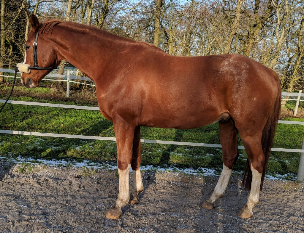 Pferd 'Fiete' am 19.01.2019
