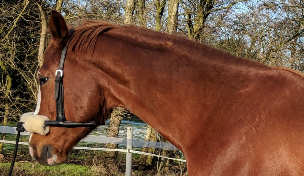 Pferd 'Fiete' am 19.01.2019