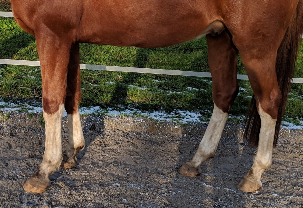 Nahaufnahme der Beine von Pferd 'Fiete'