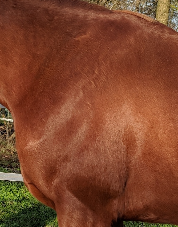 Nahaufnahme der Schulter von Pferd 'Fiete'