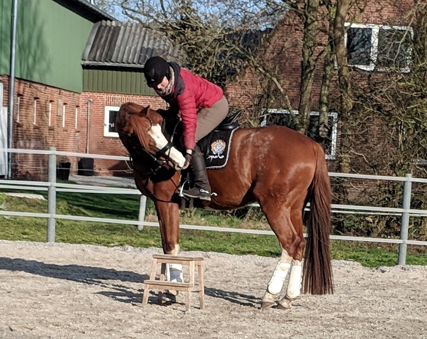 Mensch mit Pferd auf Pferdekoppel