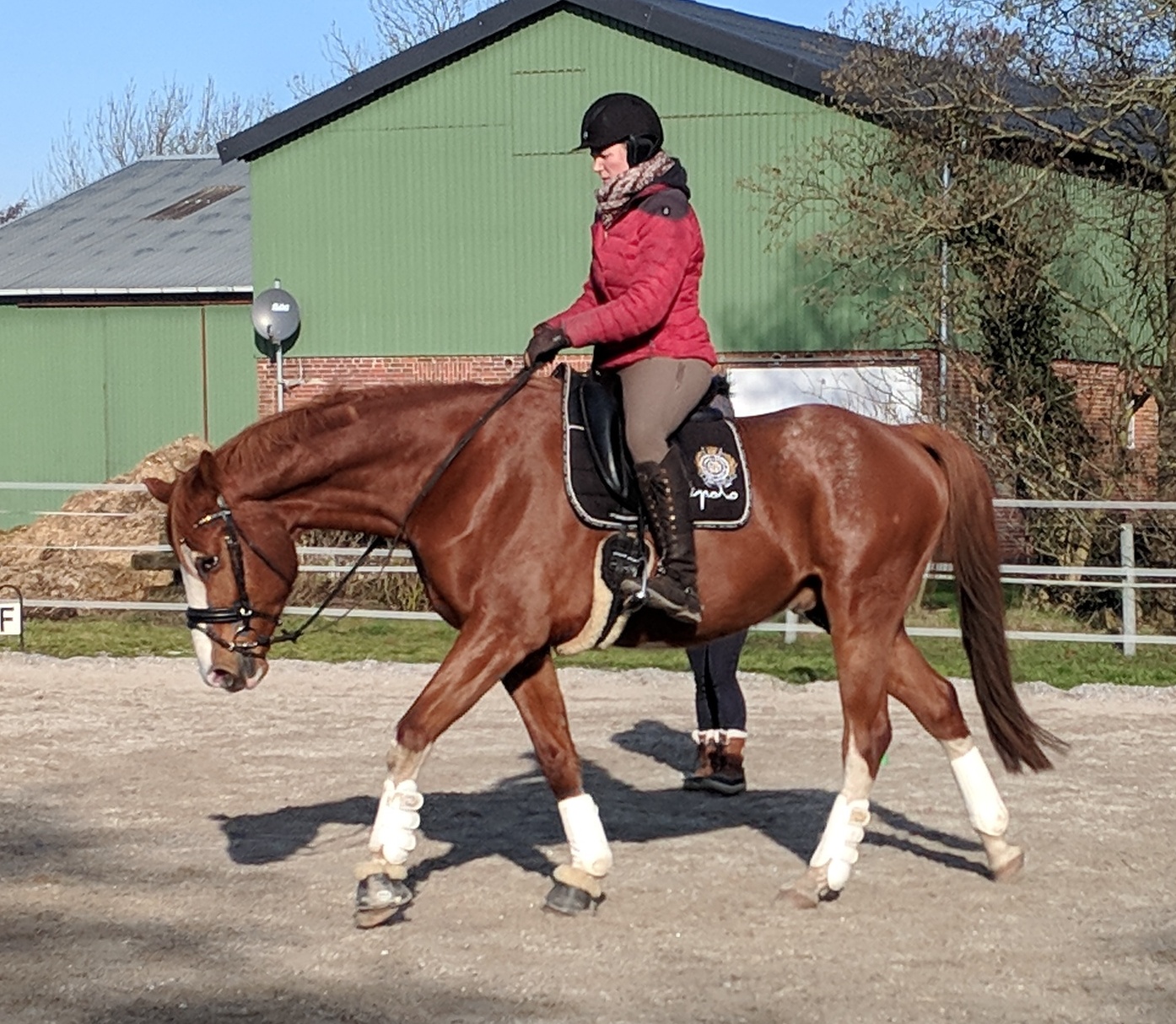 Mensch mit Pferd auf Pferdekoppel