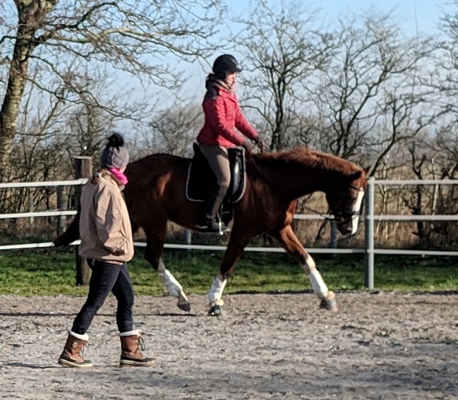 Mensch mit Pferd auf Pferdekoppel