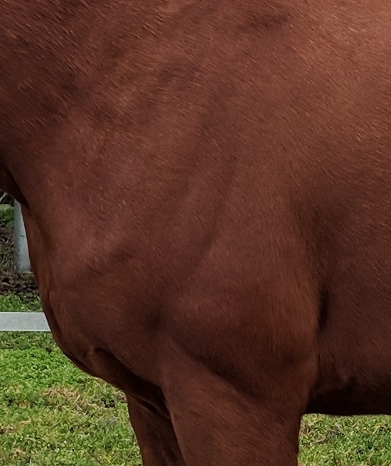 Mensch mit Pferd auf Pferdekoppel