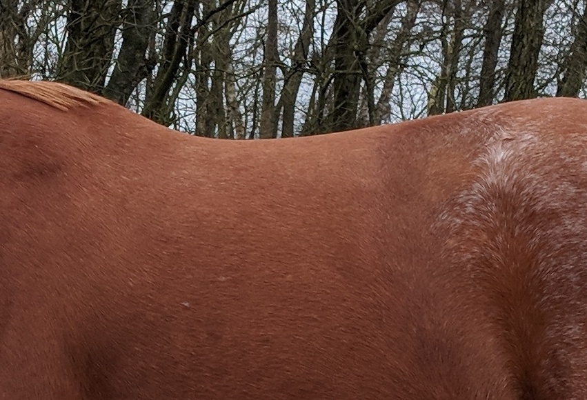 Mensch mit Pferd auf Pferdekoppel
