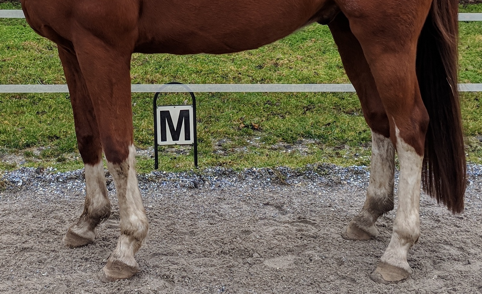 Mensch mit Pferd auf Pferdekoppel