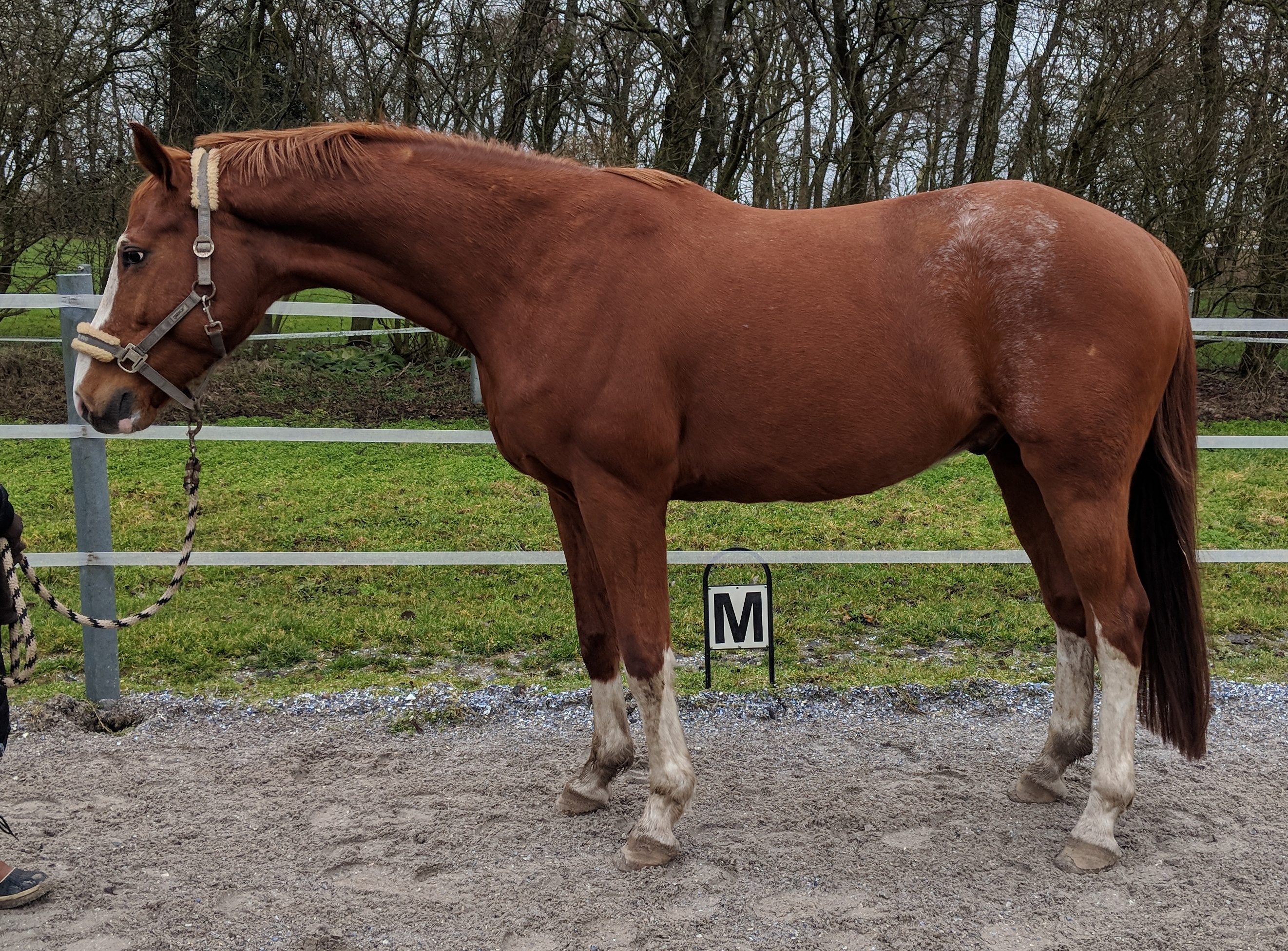 Mensch mit Pferd auf Pferdekoppel