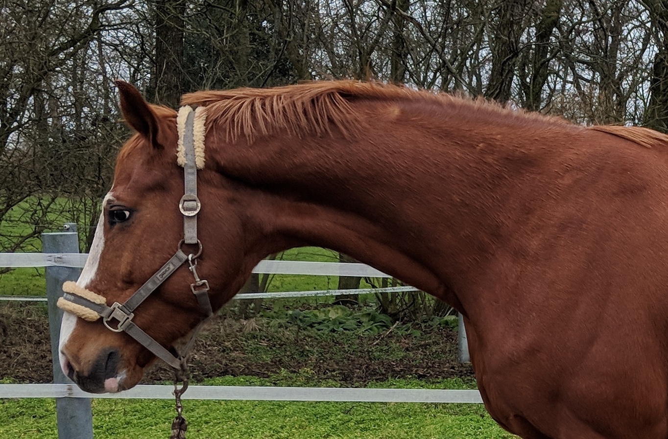 Mensch mit Pferd auf Pferdekoppel