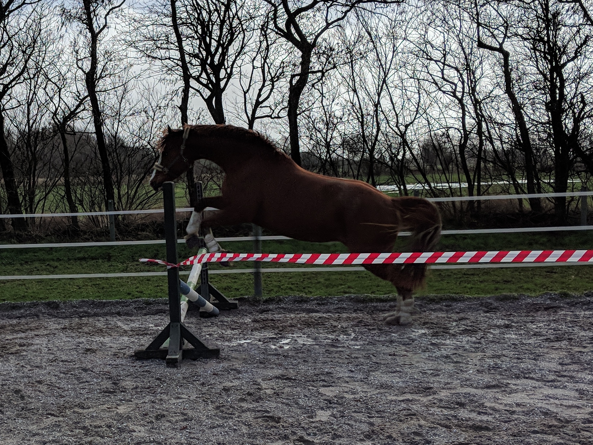 Mensch mit Pferd auf Pferdekoppel