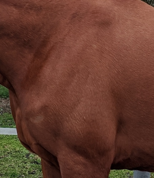 Mensch mit Pferd auf Pferdekoppel