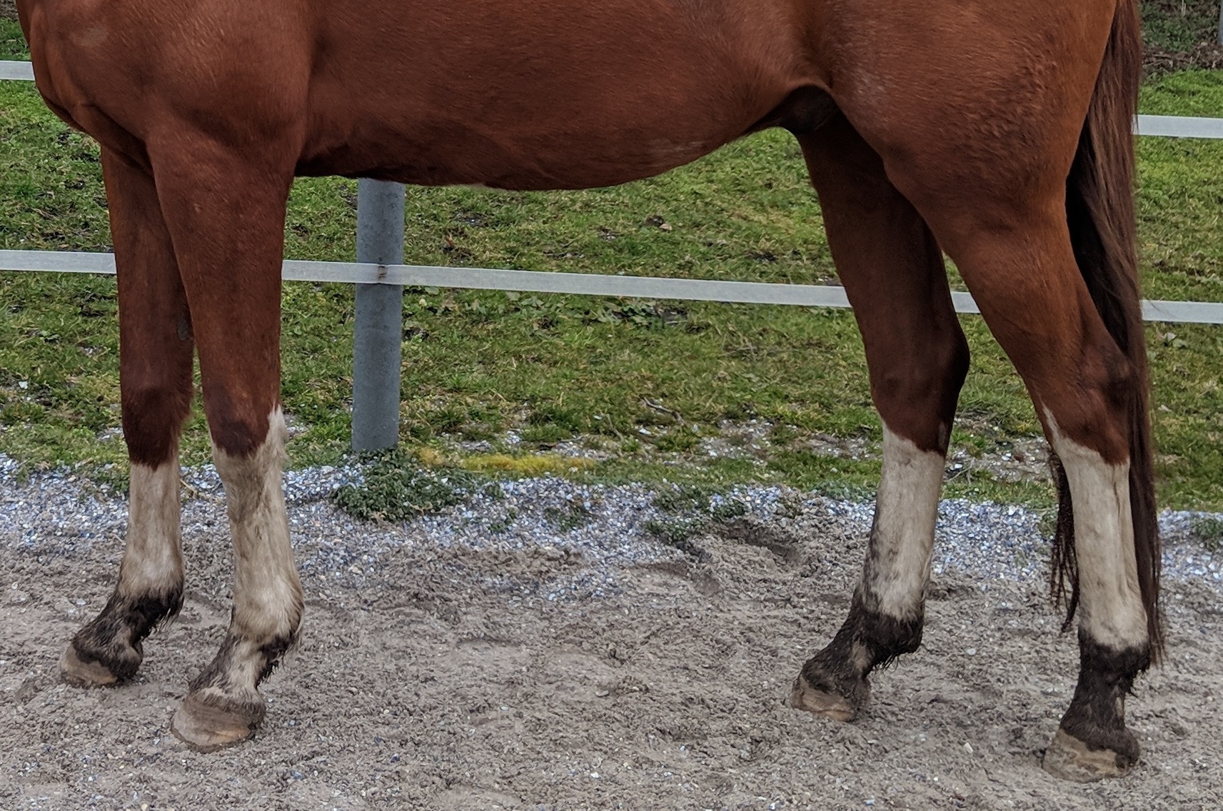 Mensch mit Pferd auf Pferdekoppel