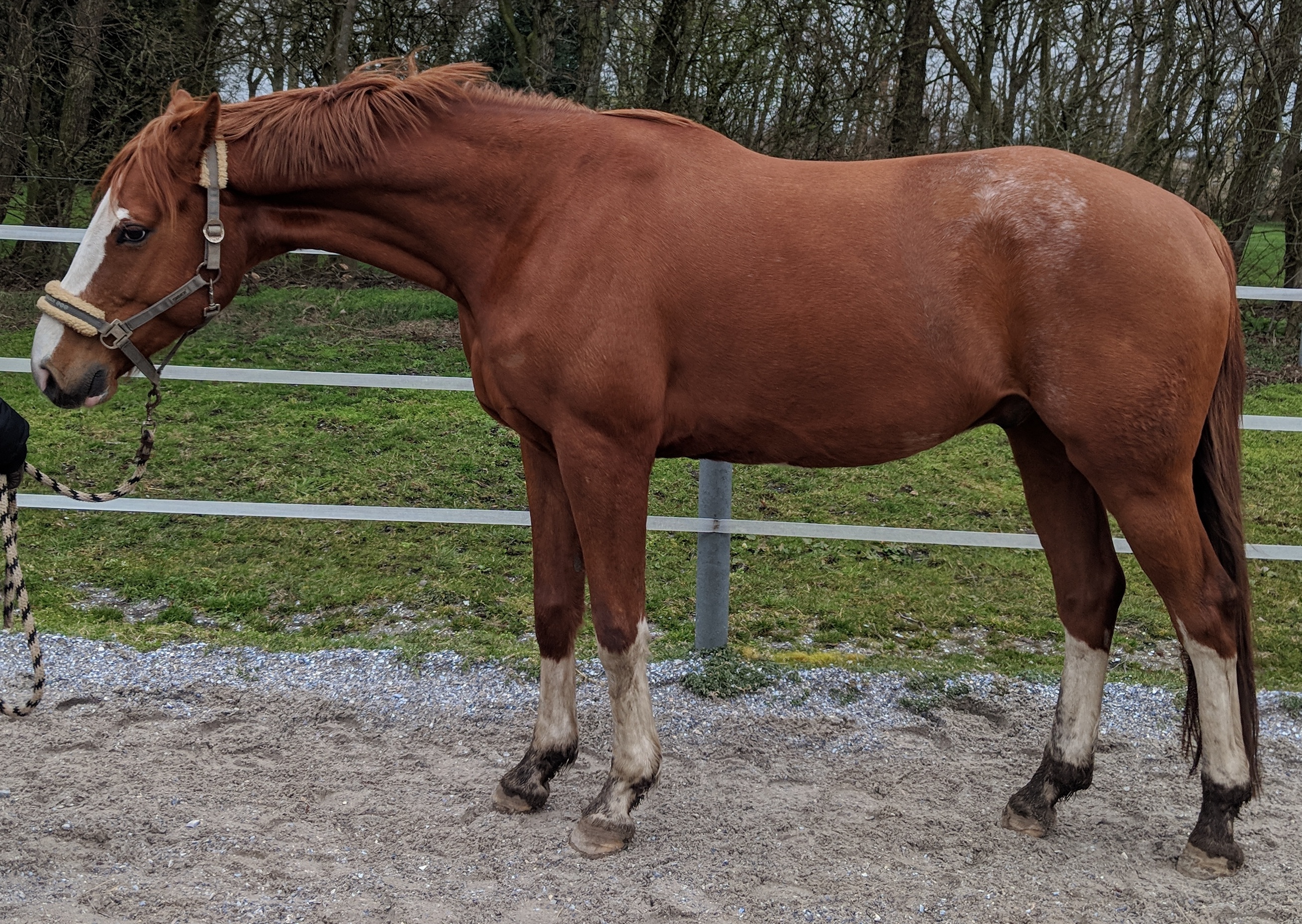 Mensch mit Pferd auf Pferdekoppel