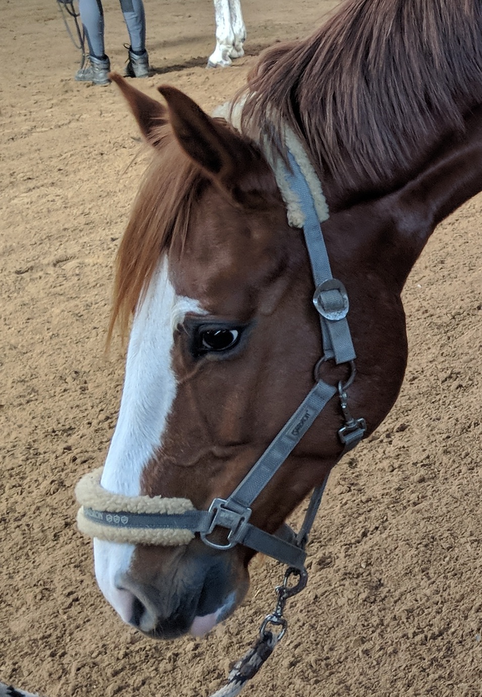 Mensch mit Pferd auf Pferdekoppel