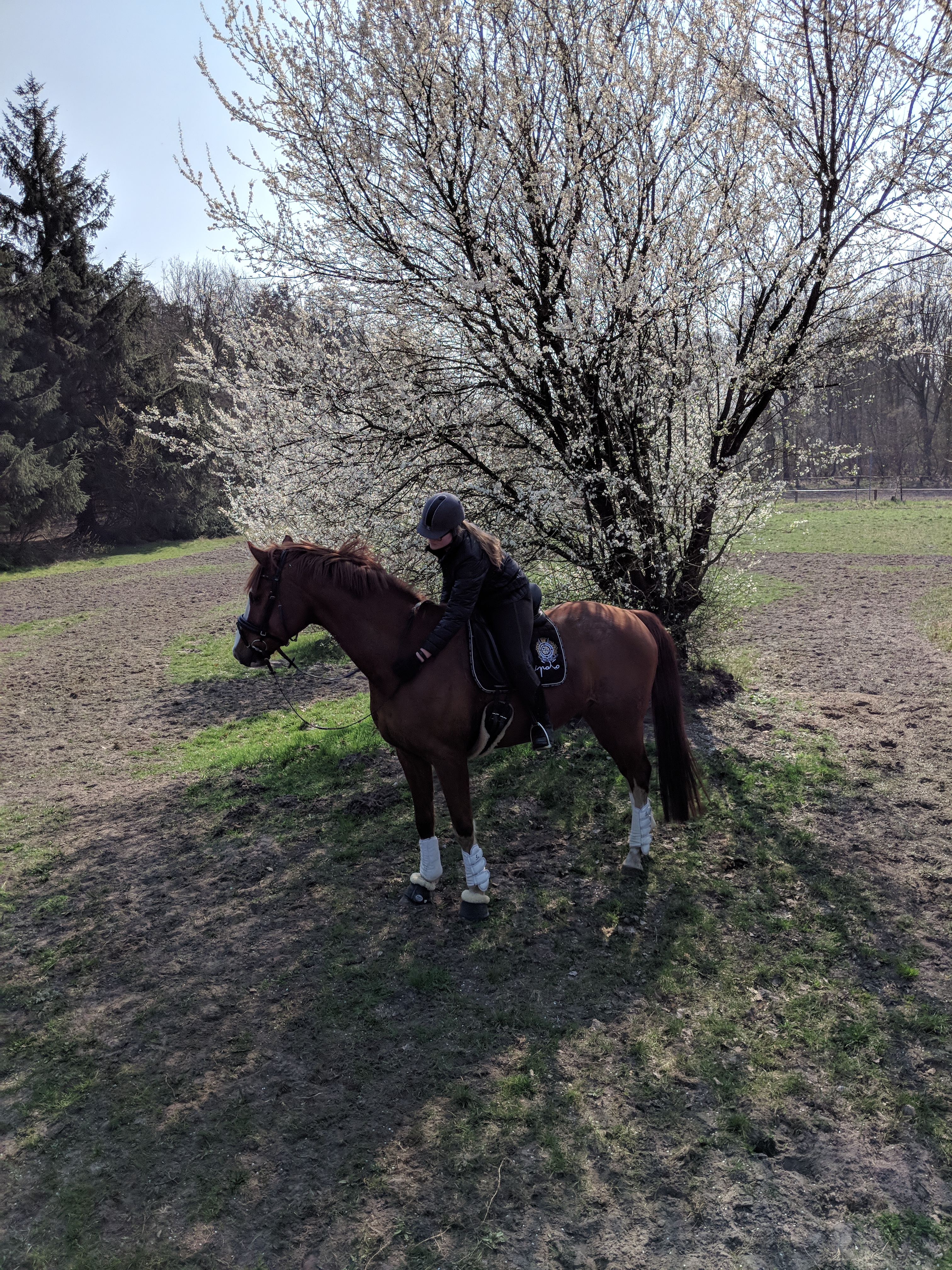 Mensch mit Pferd auf Pferdekoppel