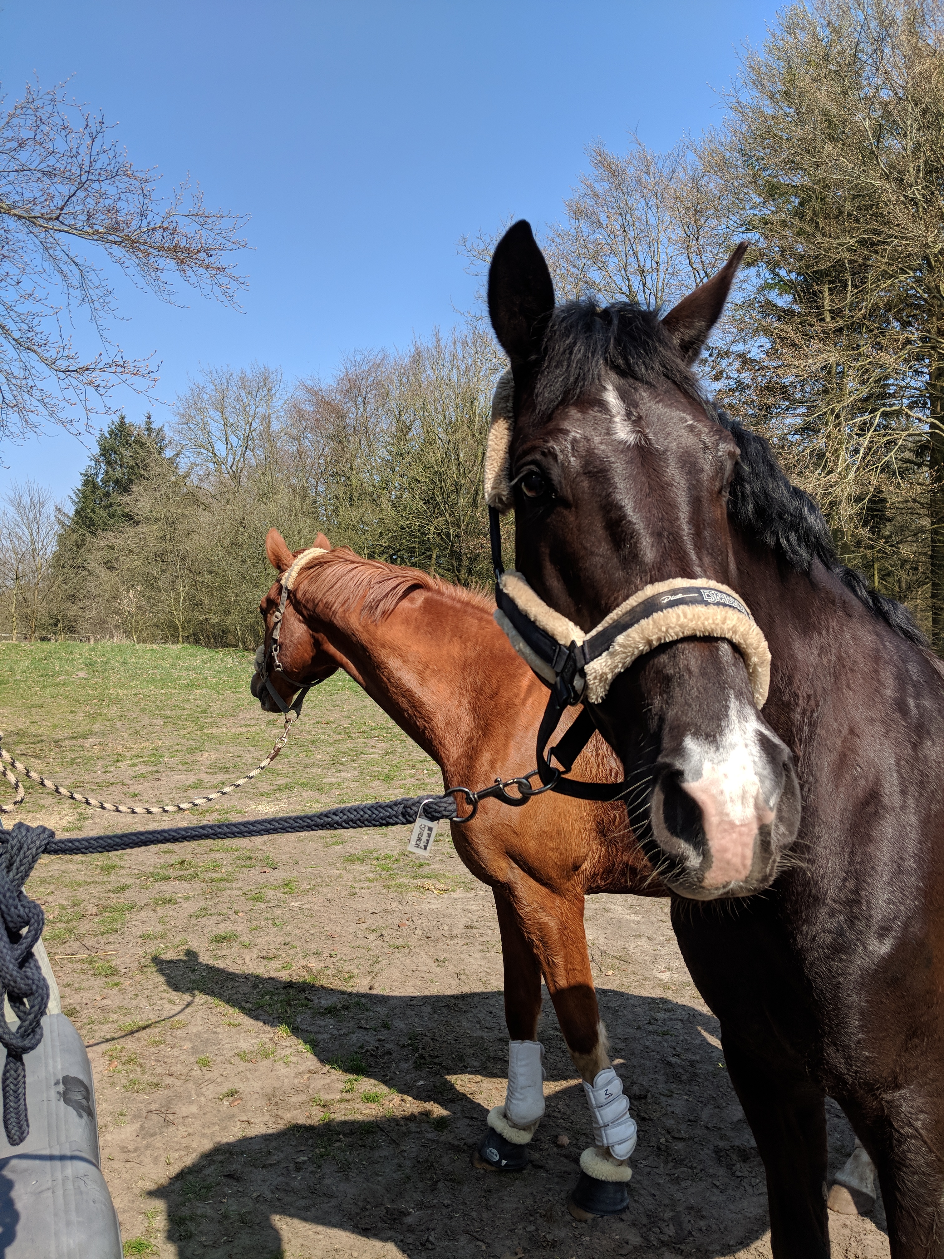 Mensch mit Pferd auf Pferdekoppel