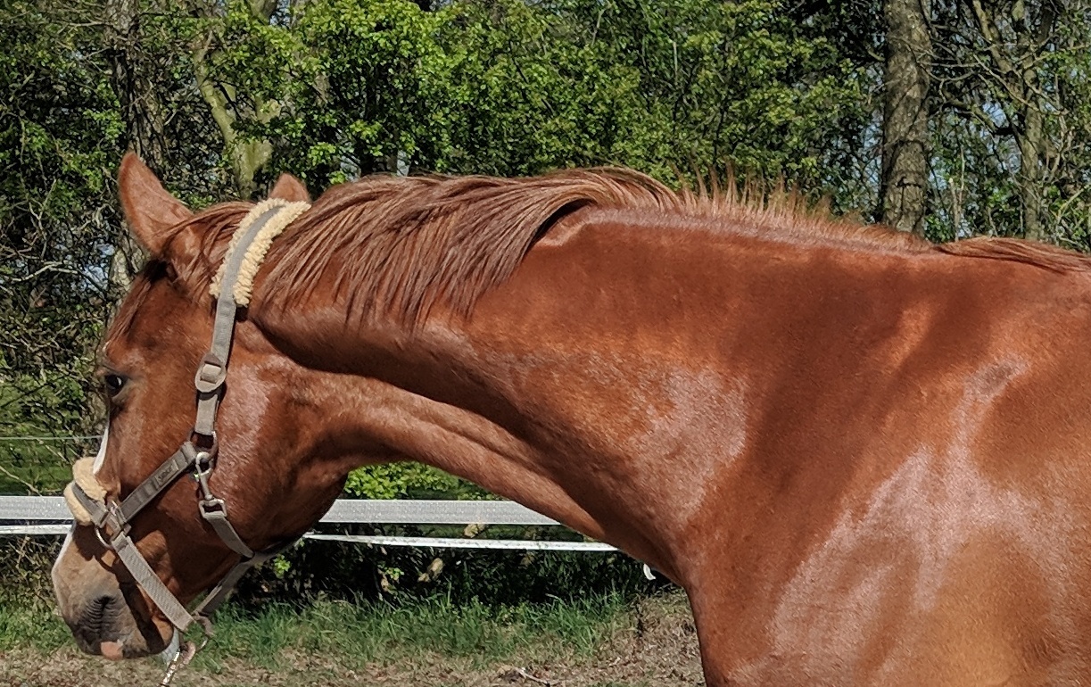 Mensch mit Pferd auf Pferdekoppel