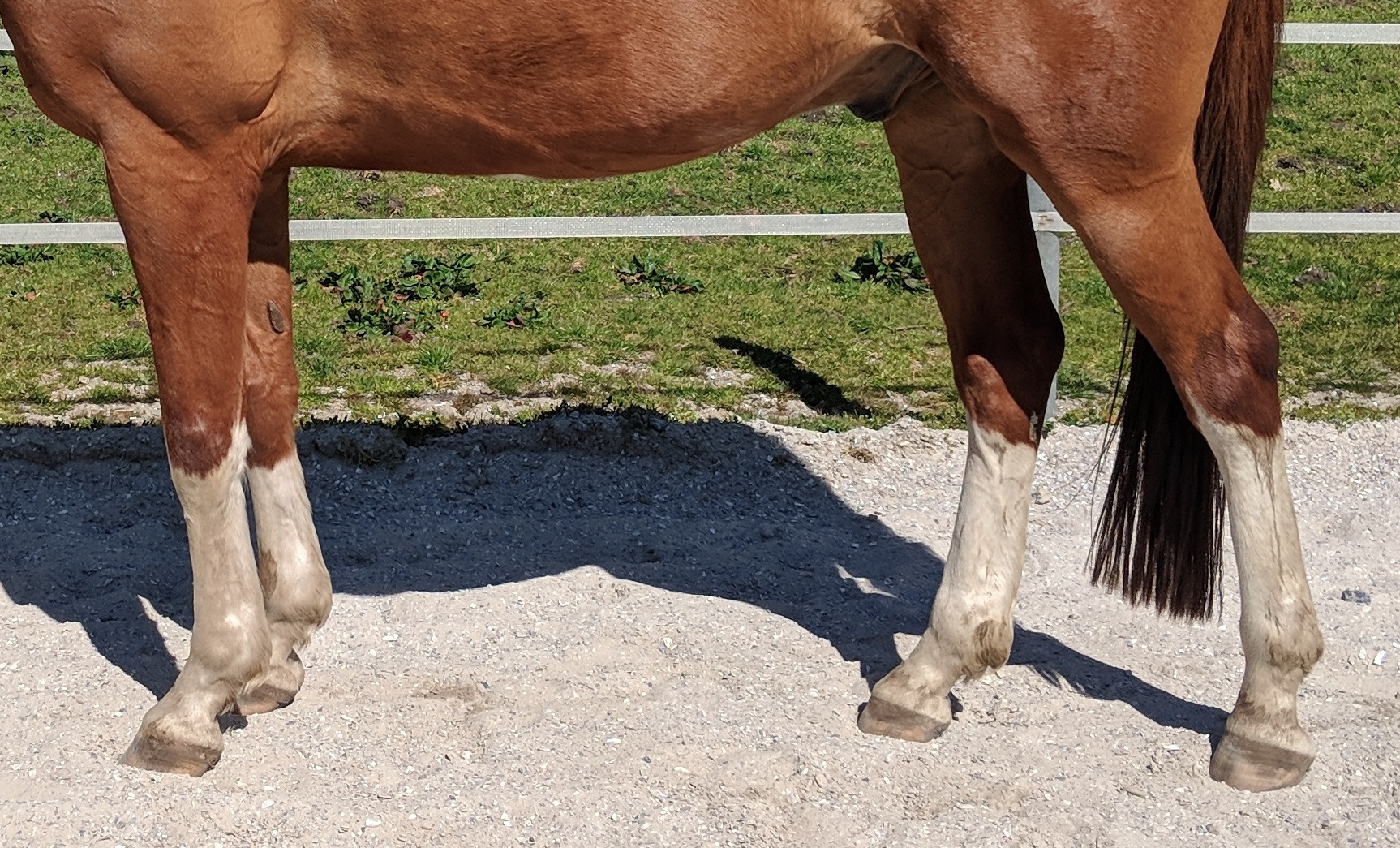 Mensch mit Pferd auf Pferdekoppel